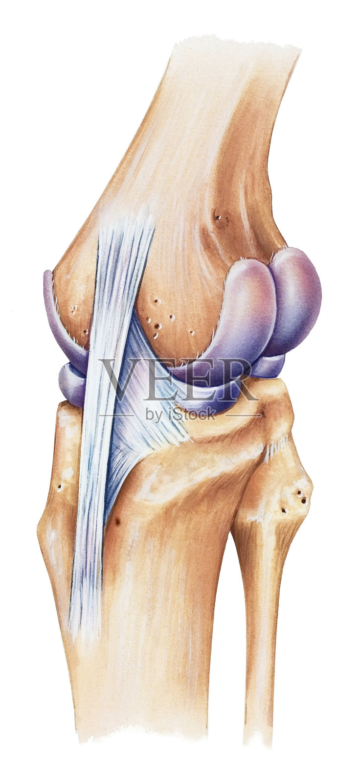 膝盖-背部内侧视图插画图片素材