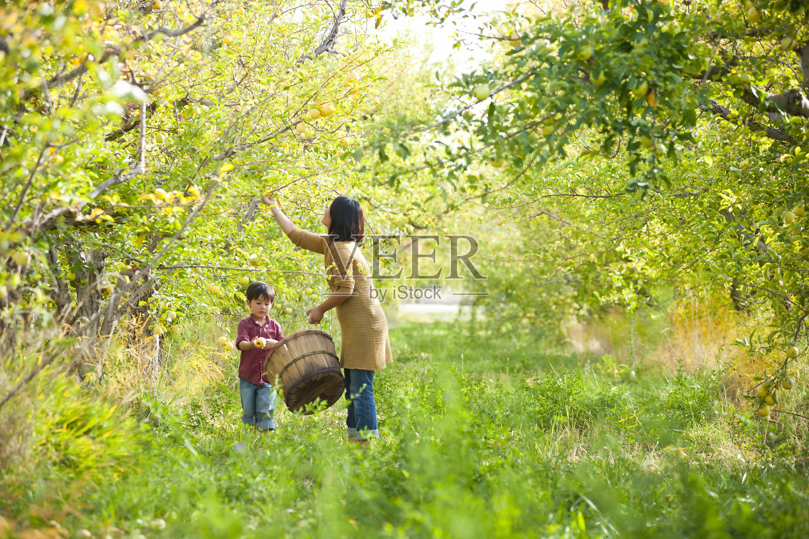 母亲和儿子一起在果园里摘苹果照片摄影图片