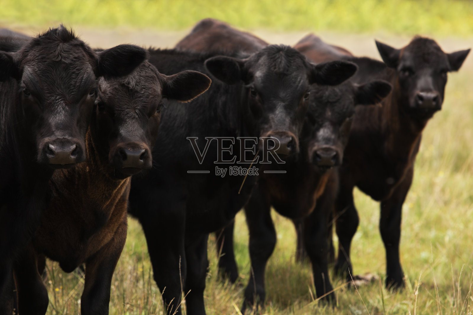 奶牛赫里福德荷斯坦牛家畜照片摄影图片