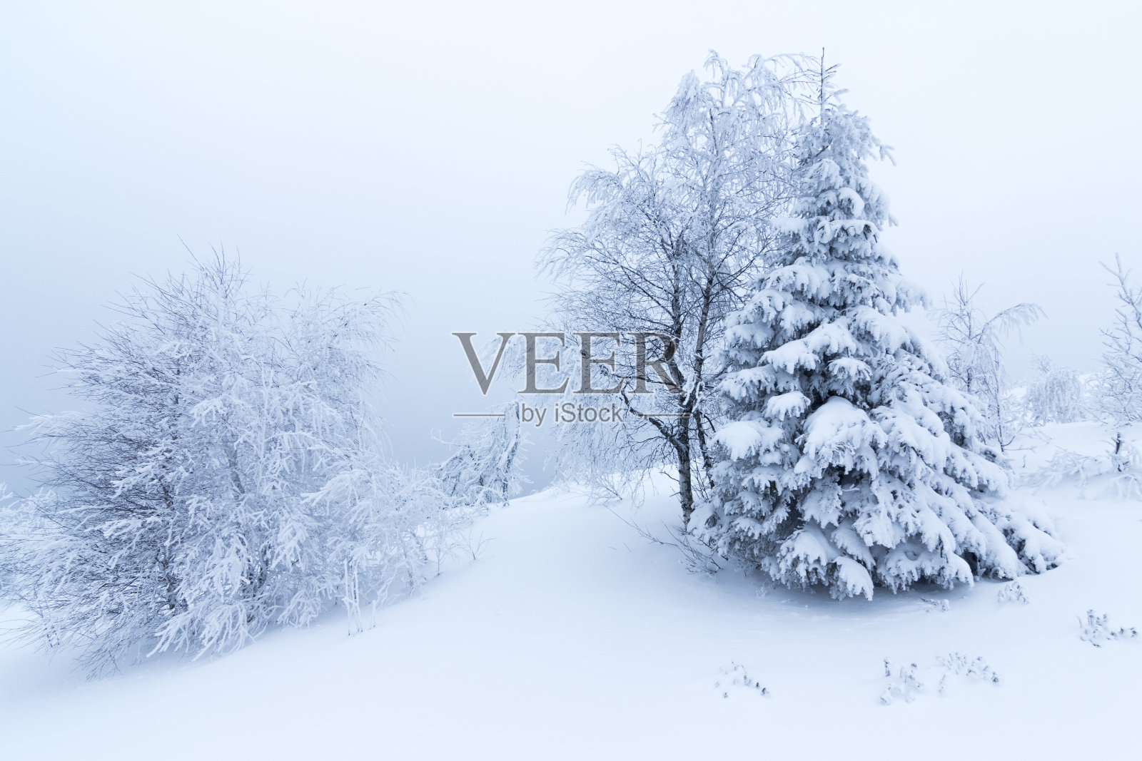 山上的冬树被新雪覆盖照片摄影图片