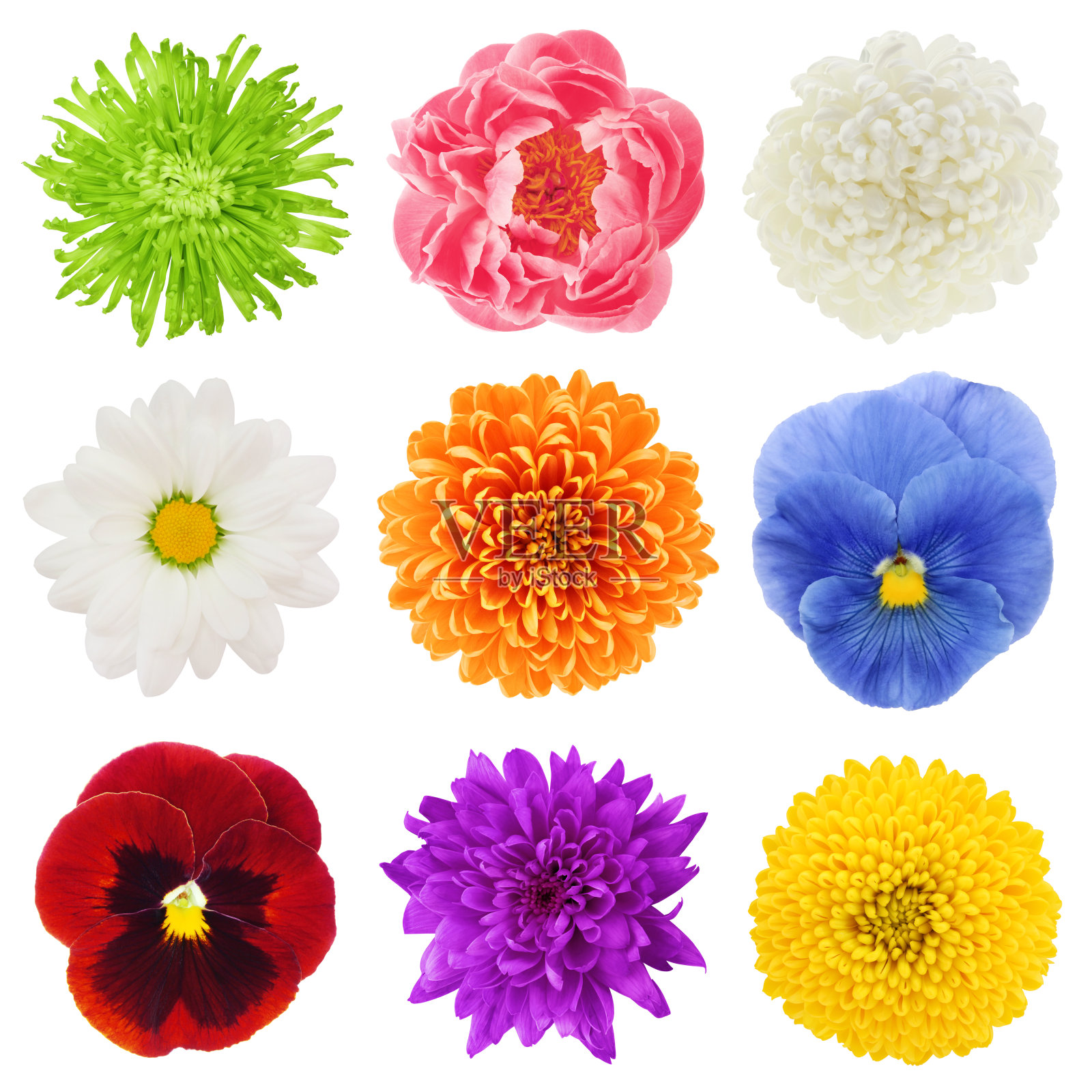 五颜六色的鲜花集合照片摄影图片
