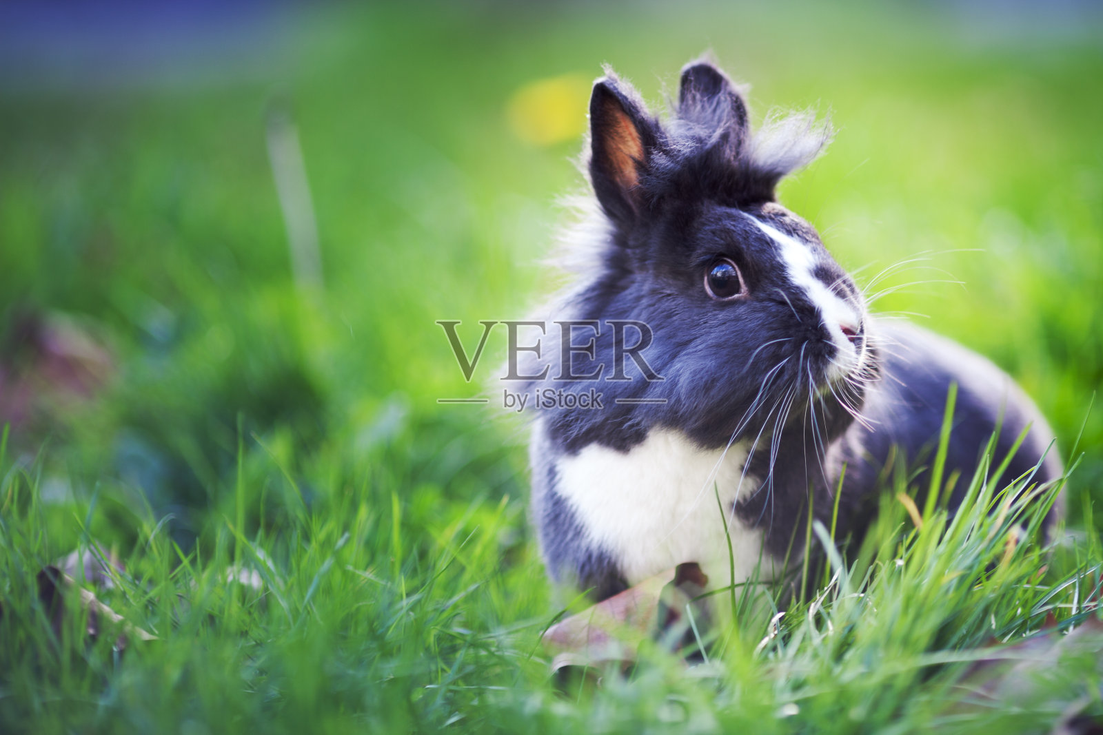 草地上的兔子照片摄影图片