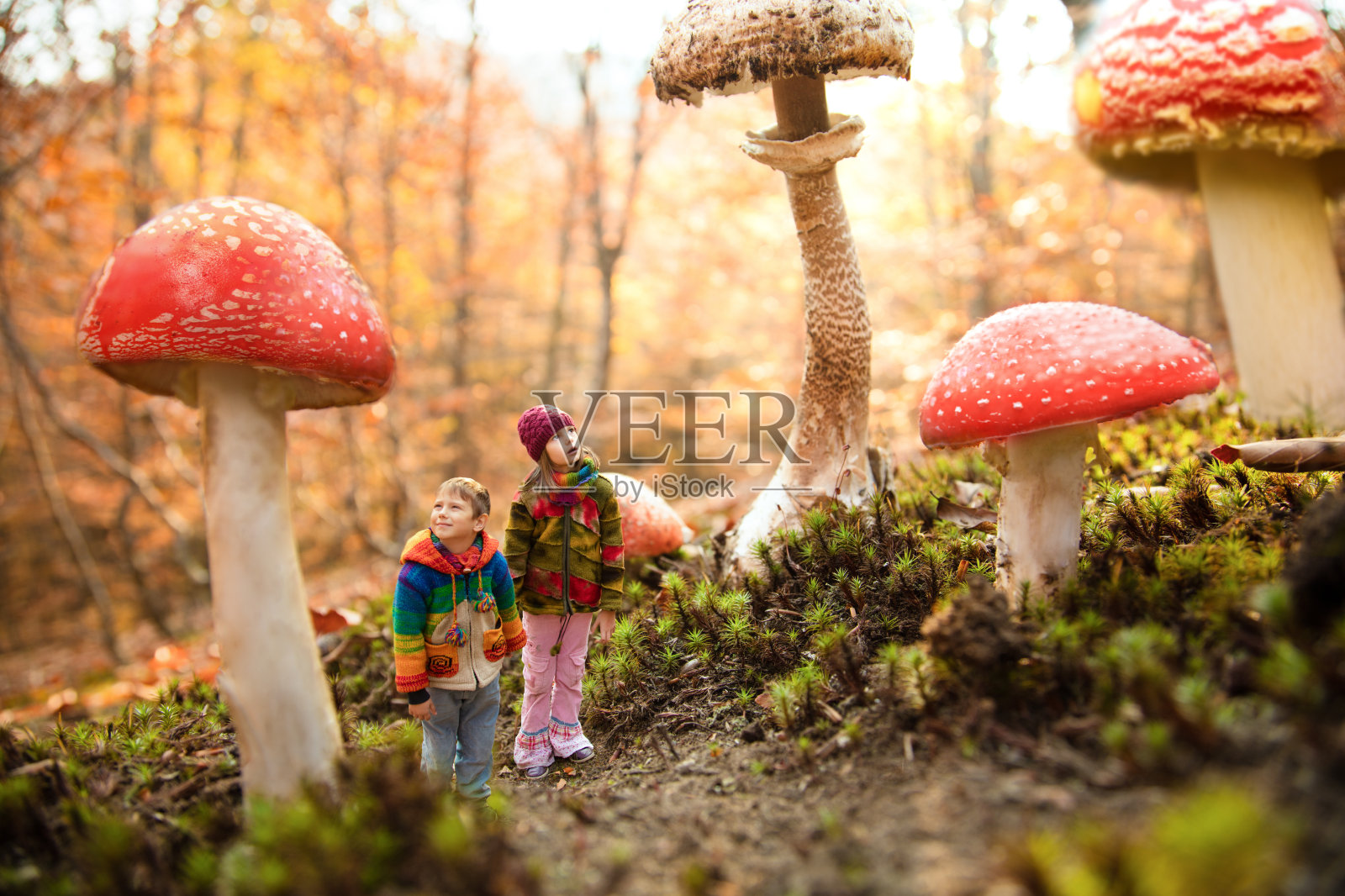 梦见魔法蘑菇森林照片摄影图片