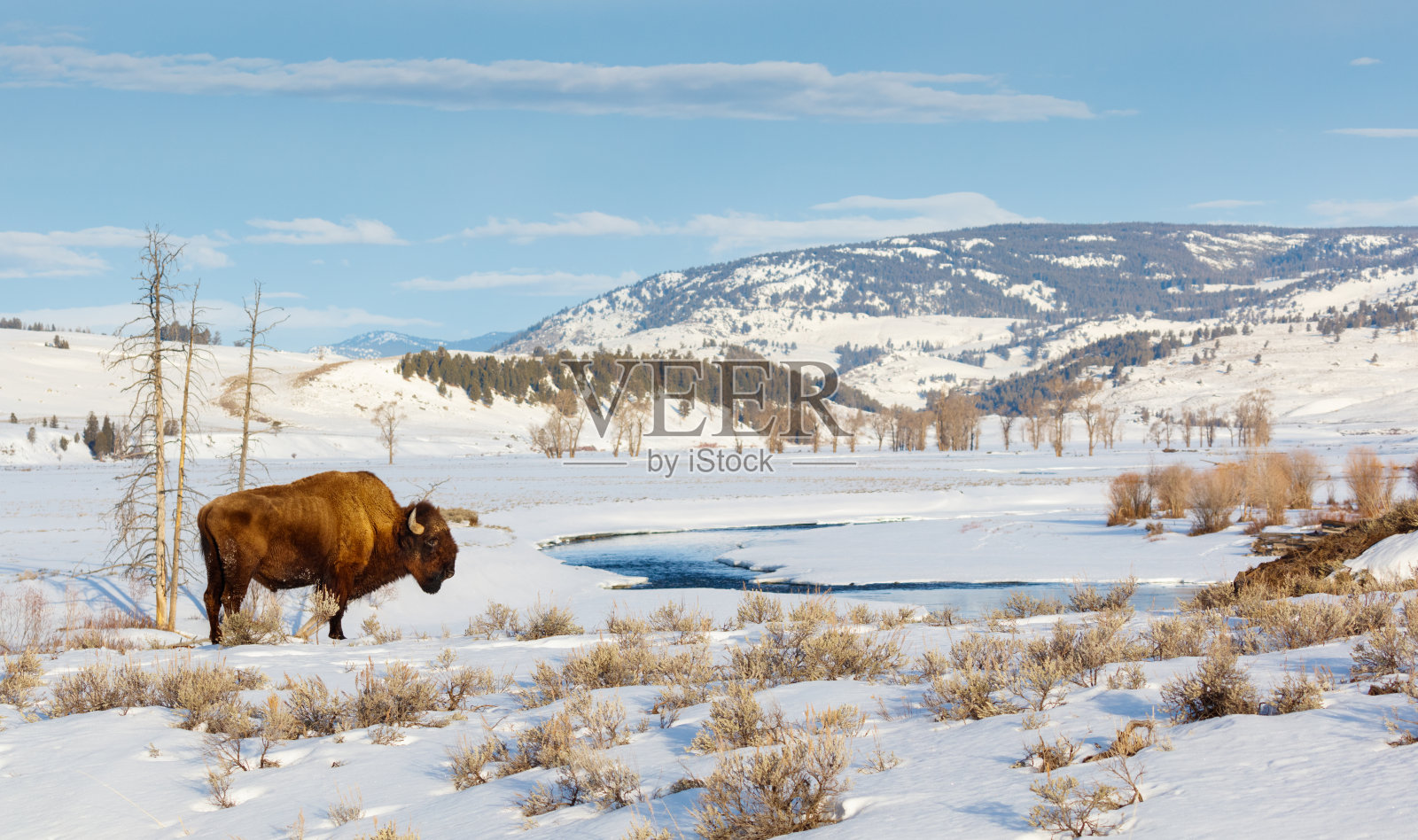 野牛在冬天照片摄影图片