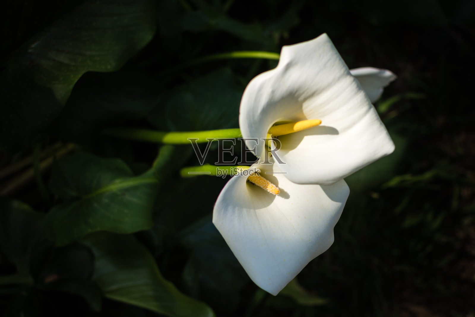 巨大的白色马蹄莲的特写照片摄影图片