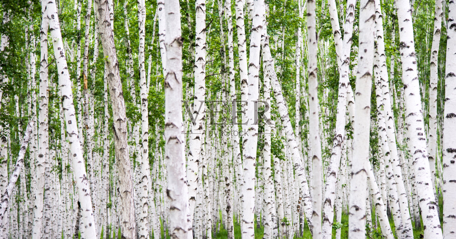 白桦树森林的细节照片摄影图片