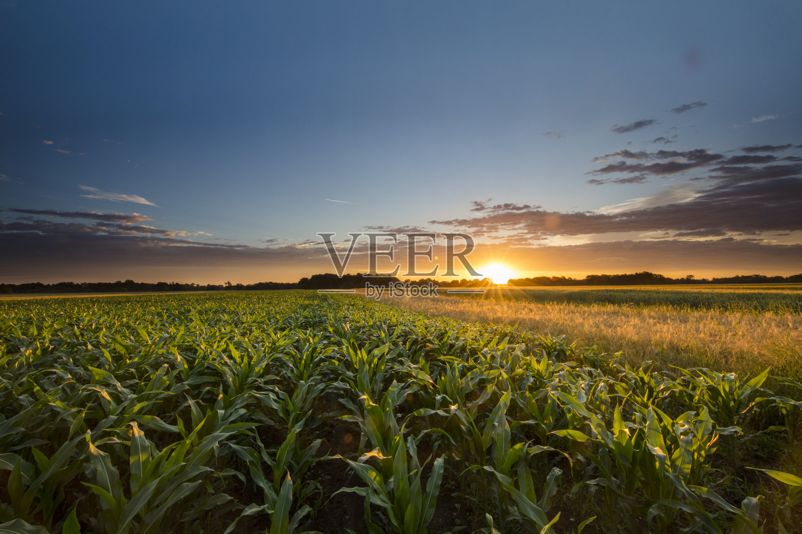 美丽的玉米农场在日落照片摄影图片