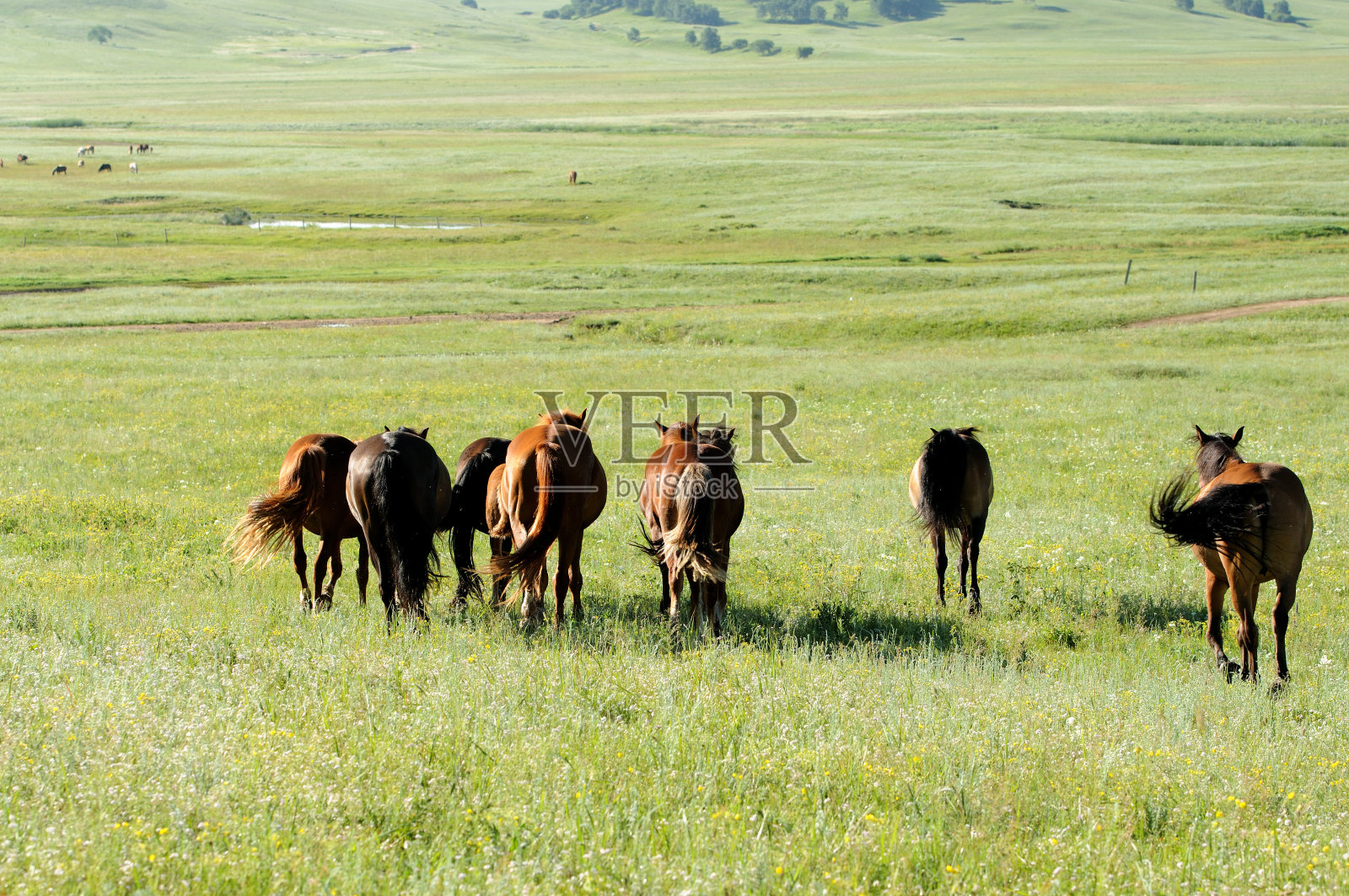 中国内蒙古草原照片摄影图片