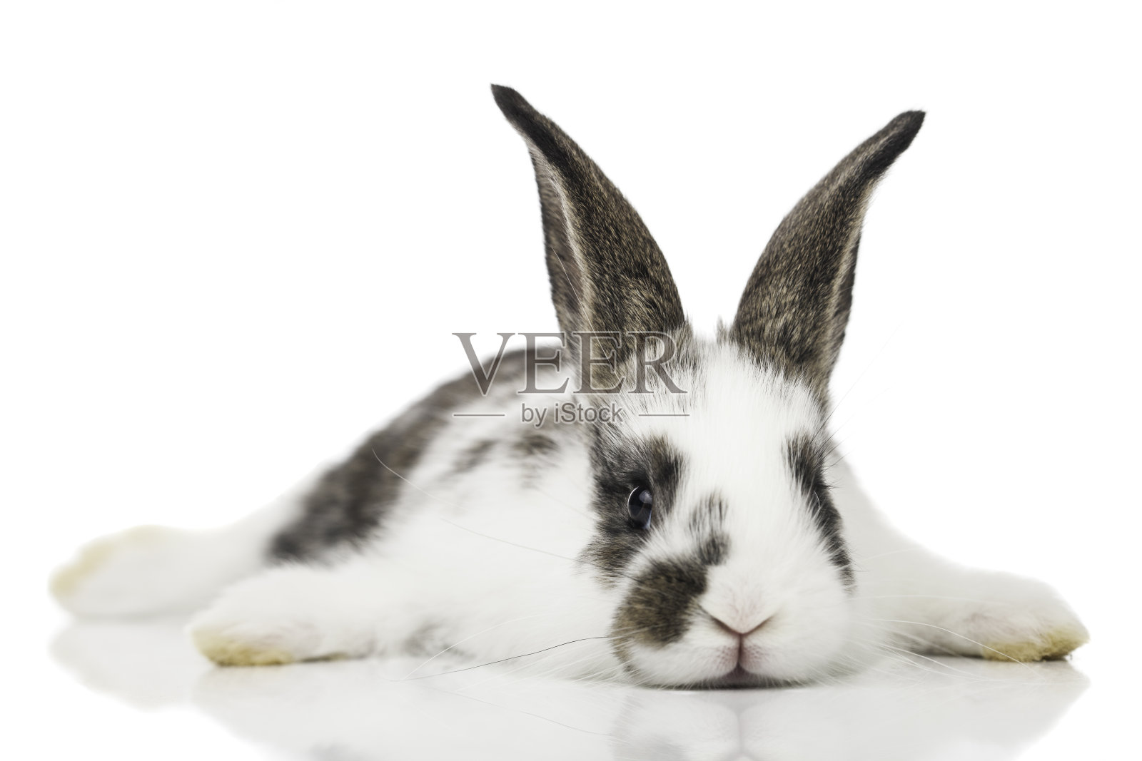 棕色和白色的小兔子躺在白色的表面上照片摄影图片