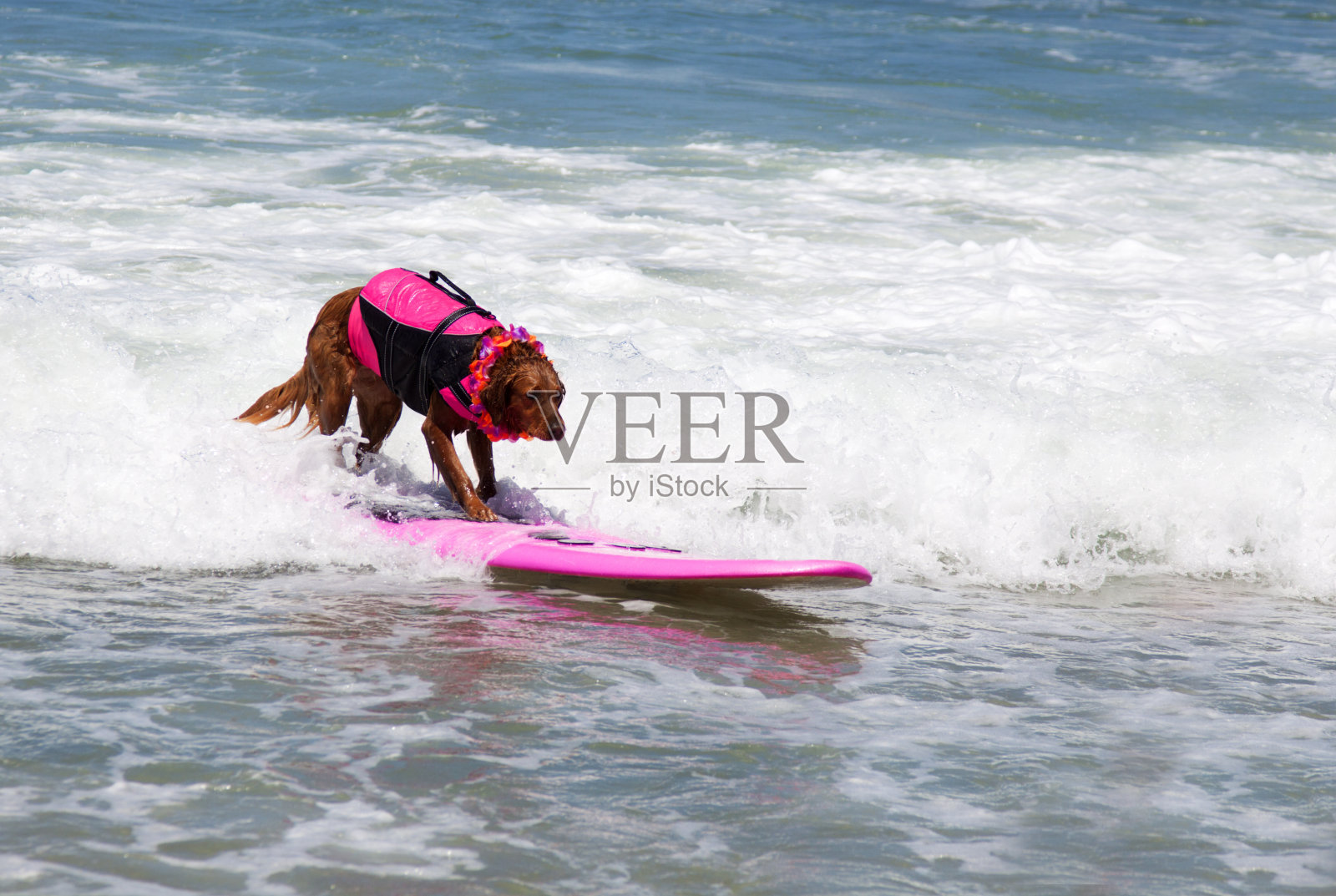 爱尔兰雪达犬冲浪犬照片摄影图片