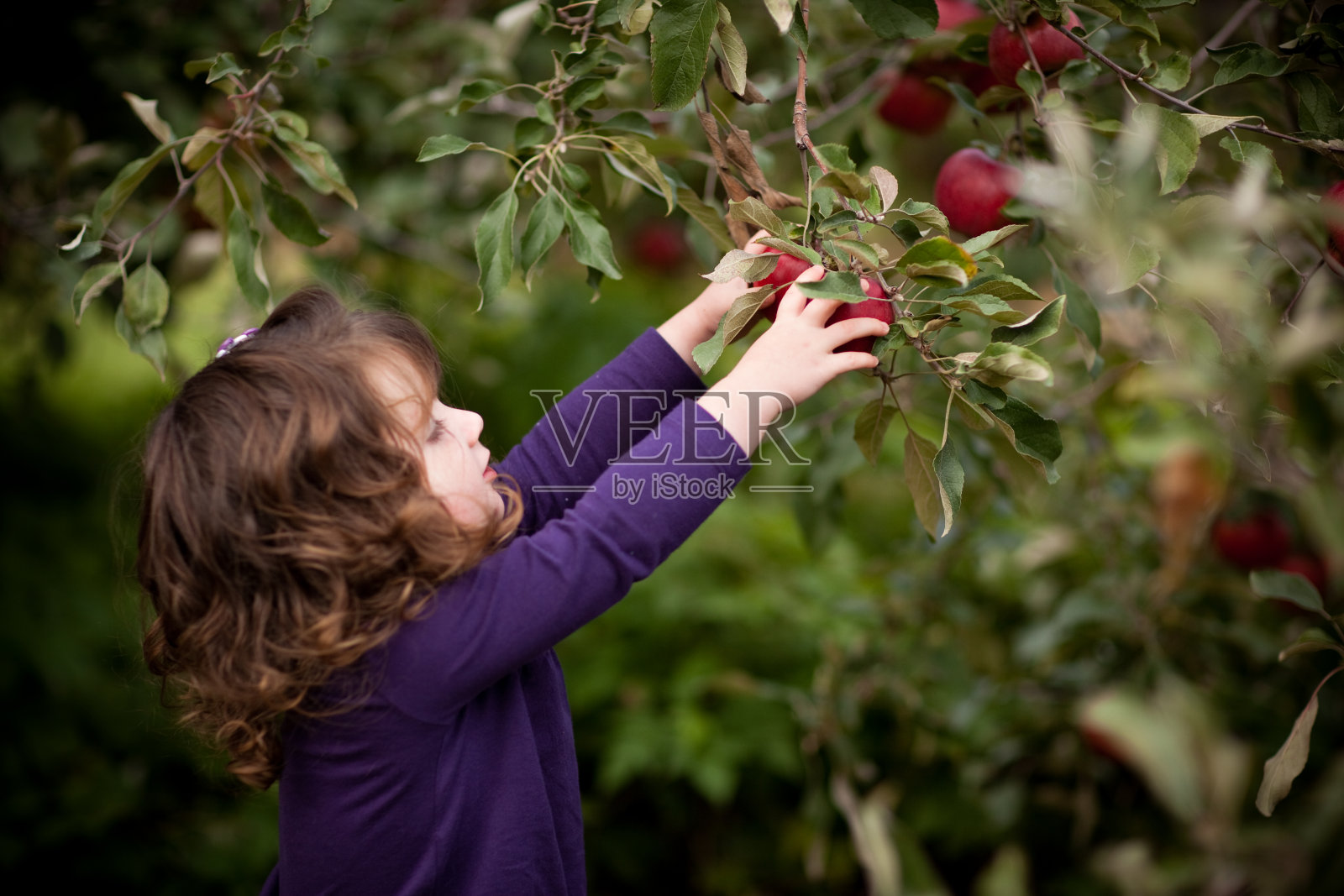 在果园里从树上摘新鲜苹果的小女孩照片摄影图片