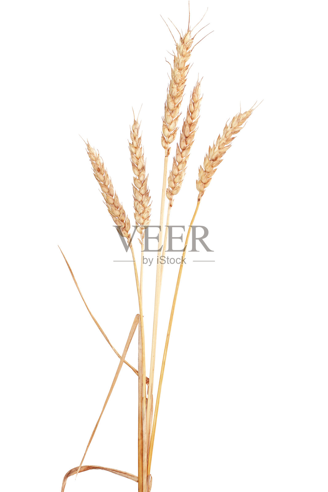 白色背景上的小麦穗粒照片摄影图片