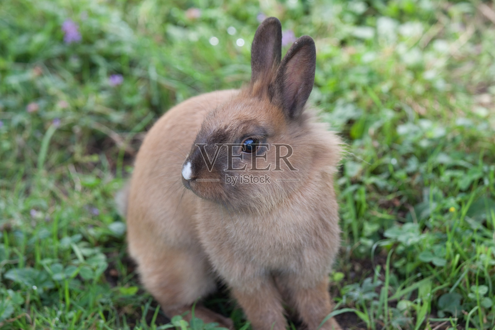 乡下花园的棕色小兔子照片摄影图片