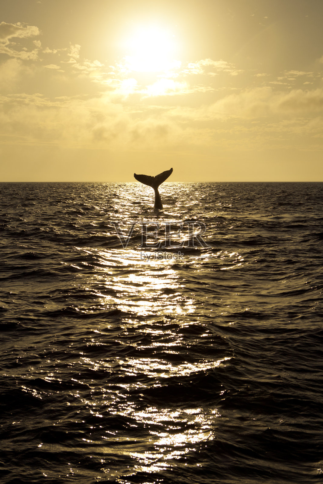 座头鲸在日落时从海洋中扬起尾巴照片摄影图片