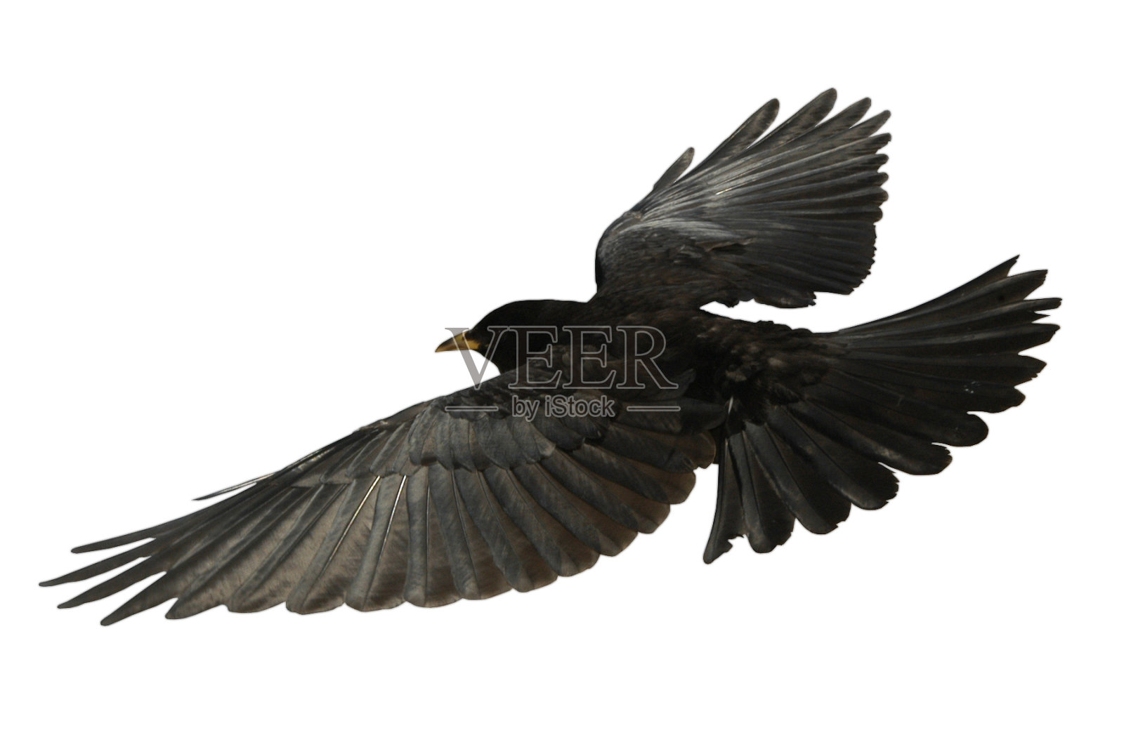 乌鸦从空中飞来的鸟，孤立的乌鸦照片摄影图片