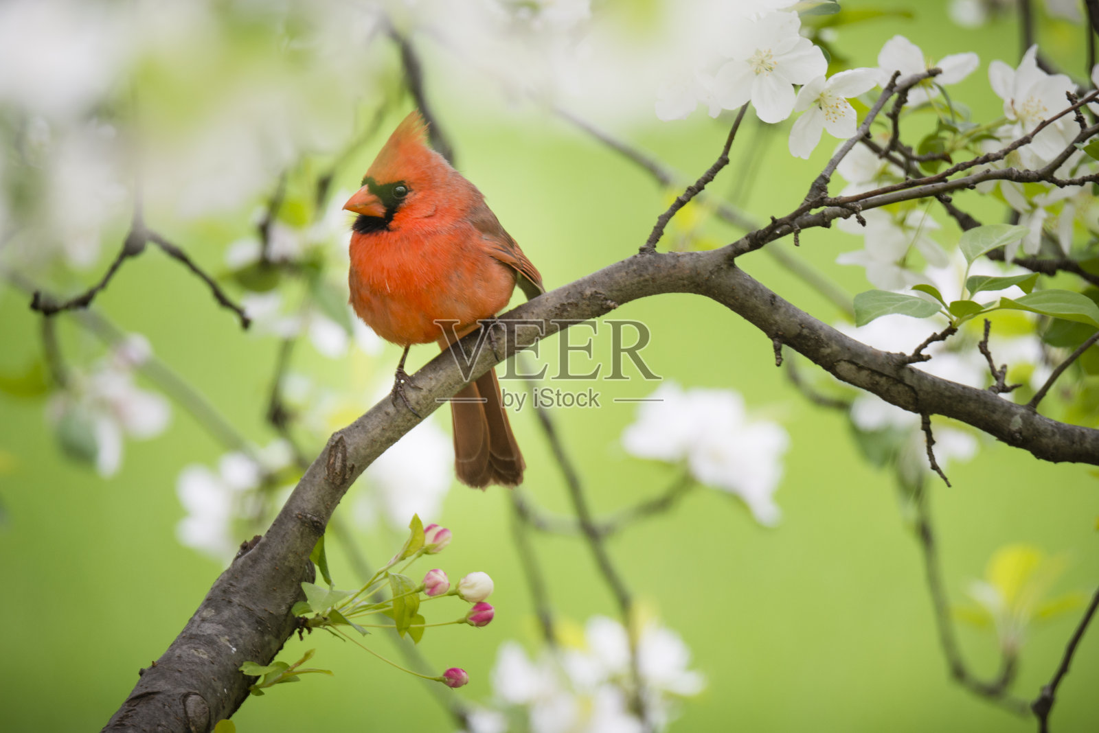 北方红雀栖息在春天的苹果树上照片摄影图片