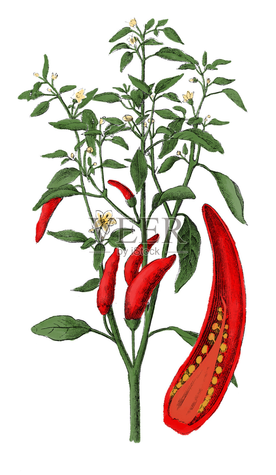 辣椒(仿古植物雕刻)插画图片素材