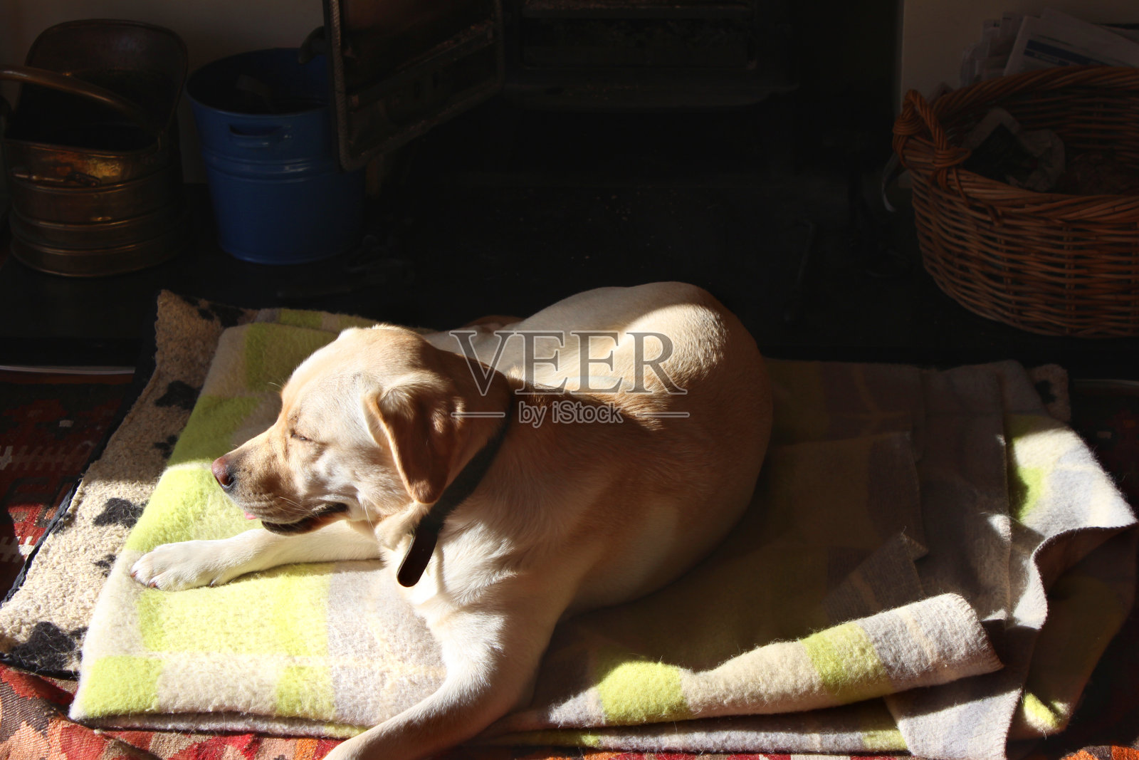金色拉布拉多寻回犬的图像，在地毯/地板上晒太阳照片摄影图片
