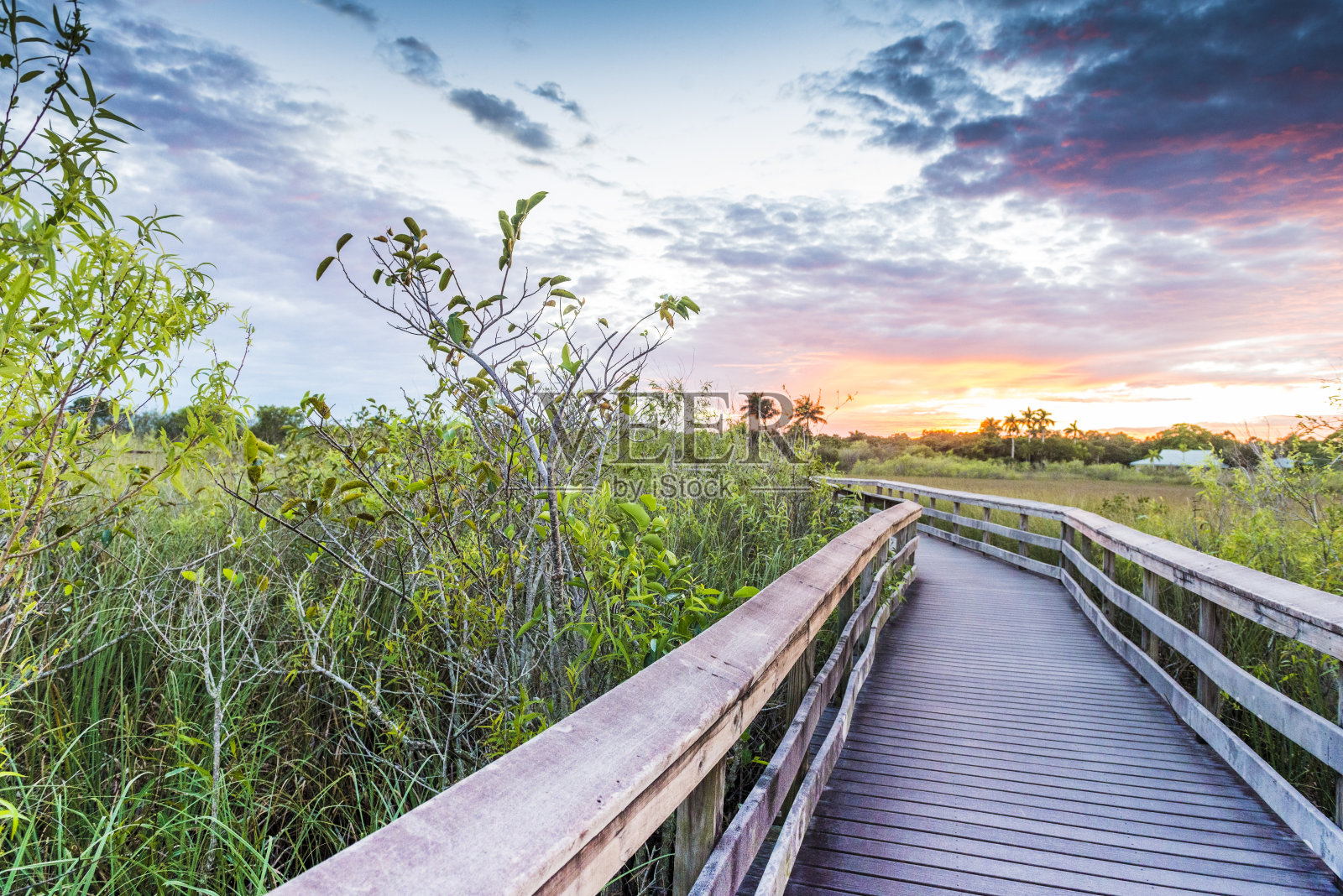 美国Everglades国家公园Anihinga步道上的木板路照片摄影图片
