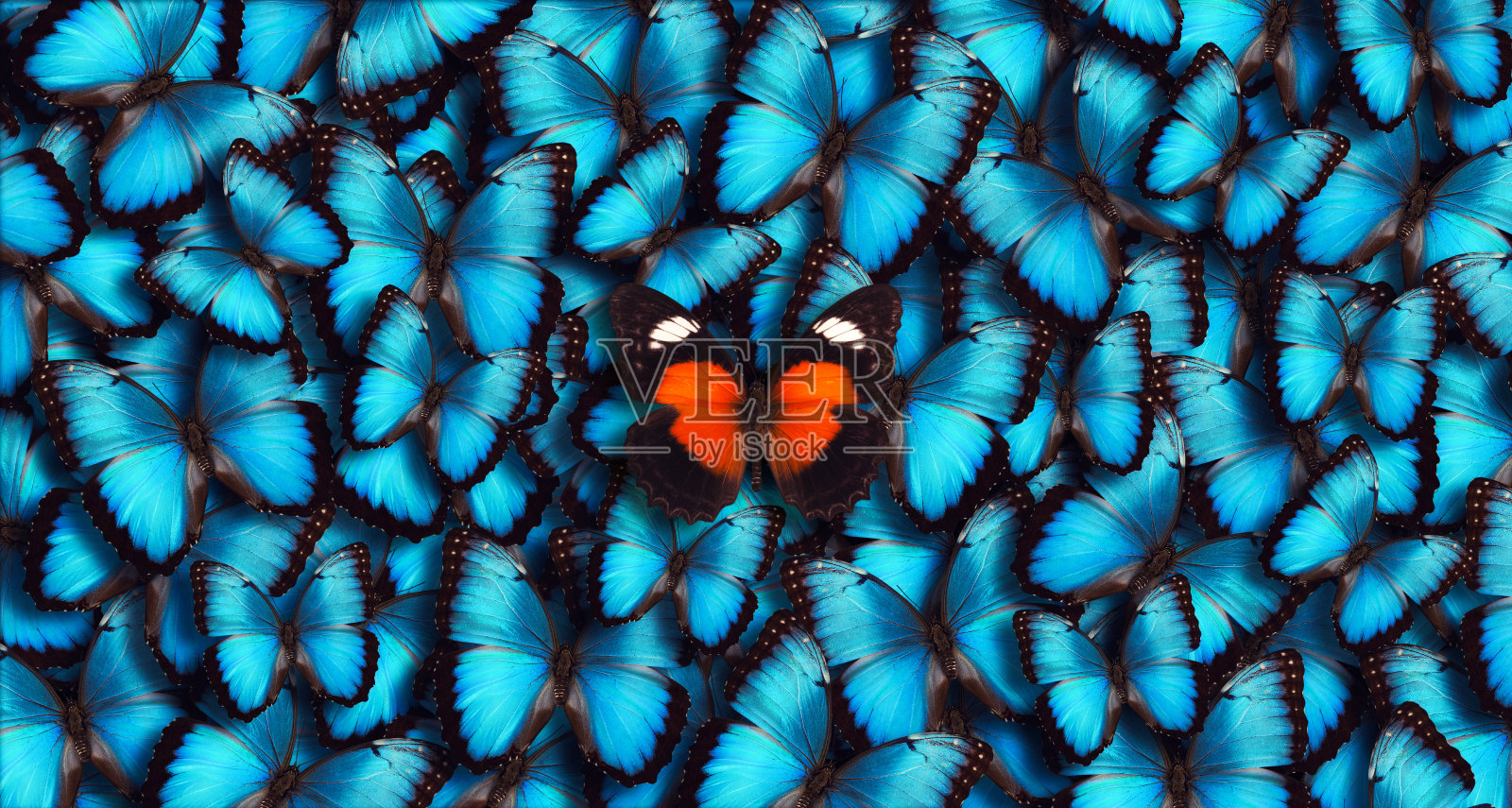 蓝色全景蝴蝶背景背景图片素材