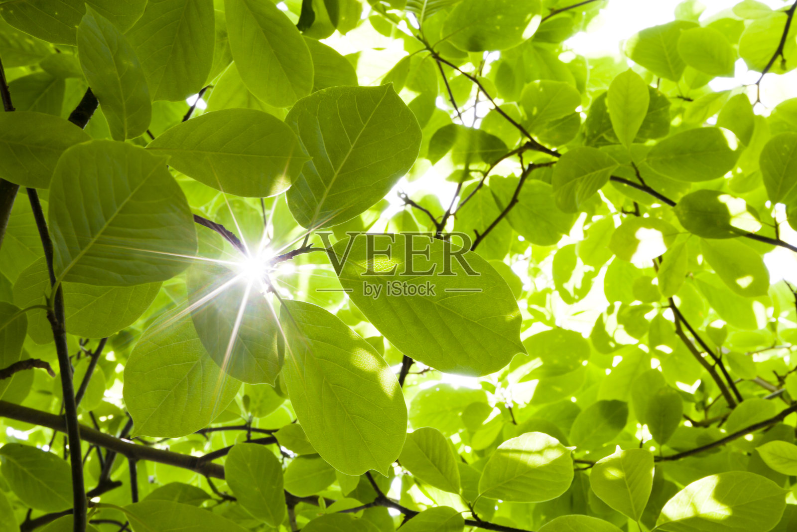 光线穿过茂密的森林植物照片摄影图片