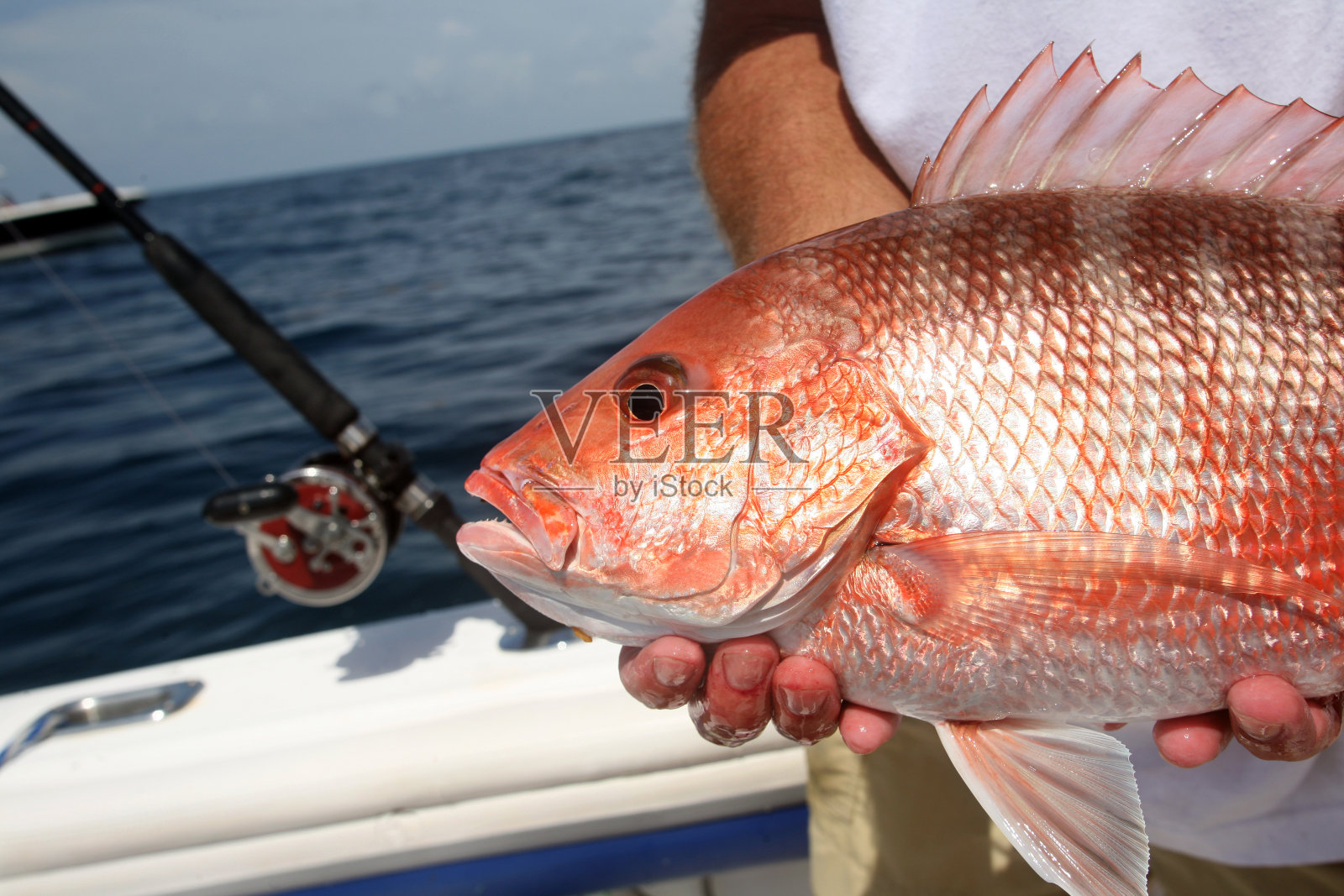 佛罗里达垂钓红鲷鱼照片摄影图片