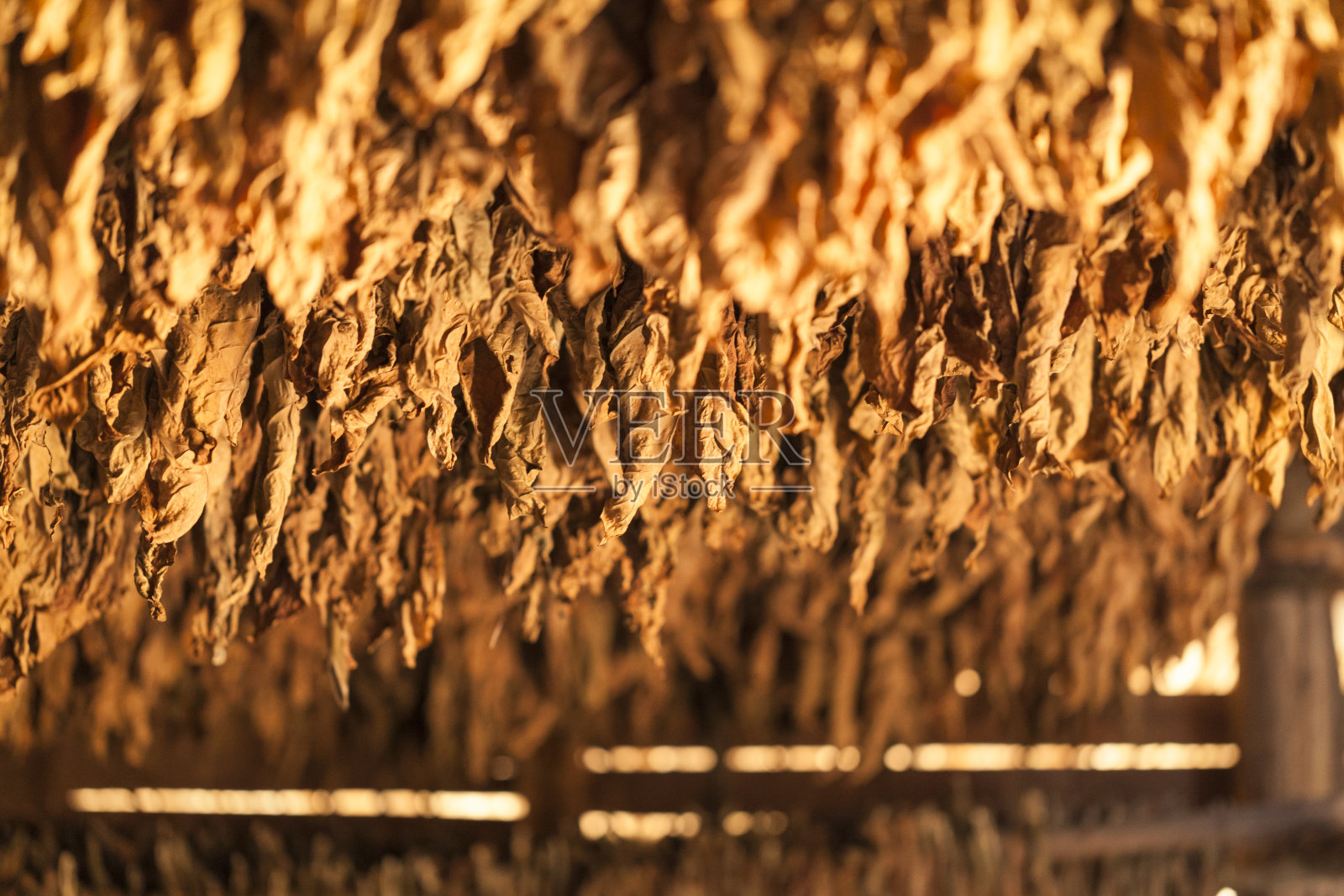 古巴比纳莱斯的一间谷仓里正在晾晒的烟草照片摄影图片
