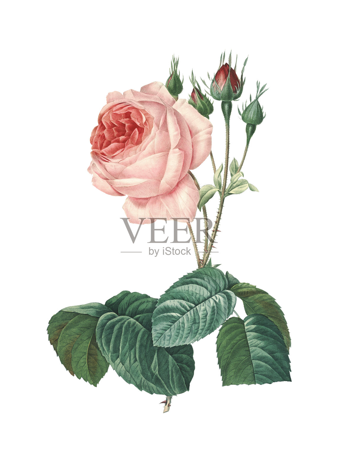 玫瑰蔷薇| 高分辨率照片| CLIPARTO Redoute 花卉插图插画图片素材