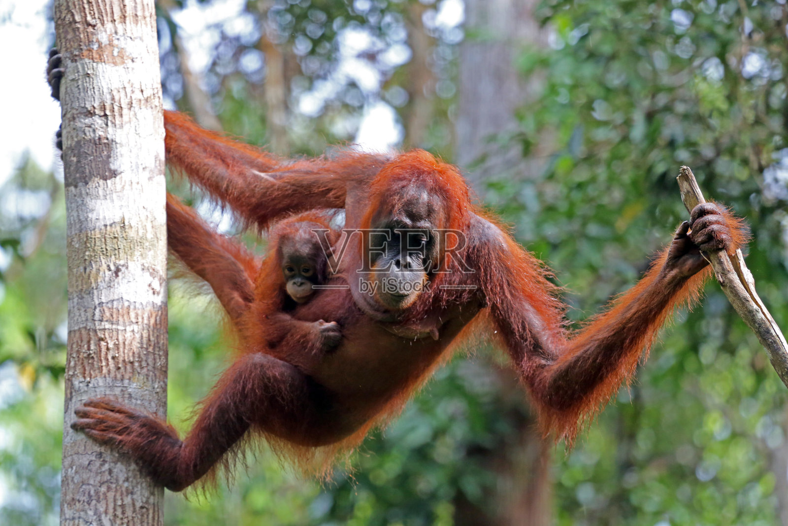 印度尼西亚:丹戎普丁国家公园的猩猩照片摄影图片