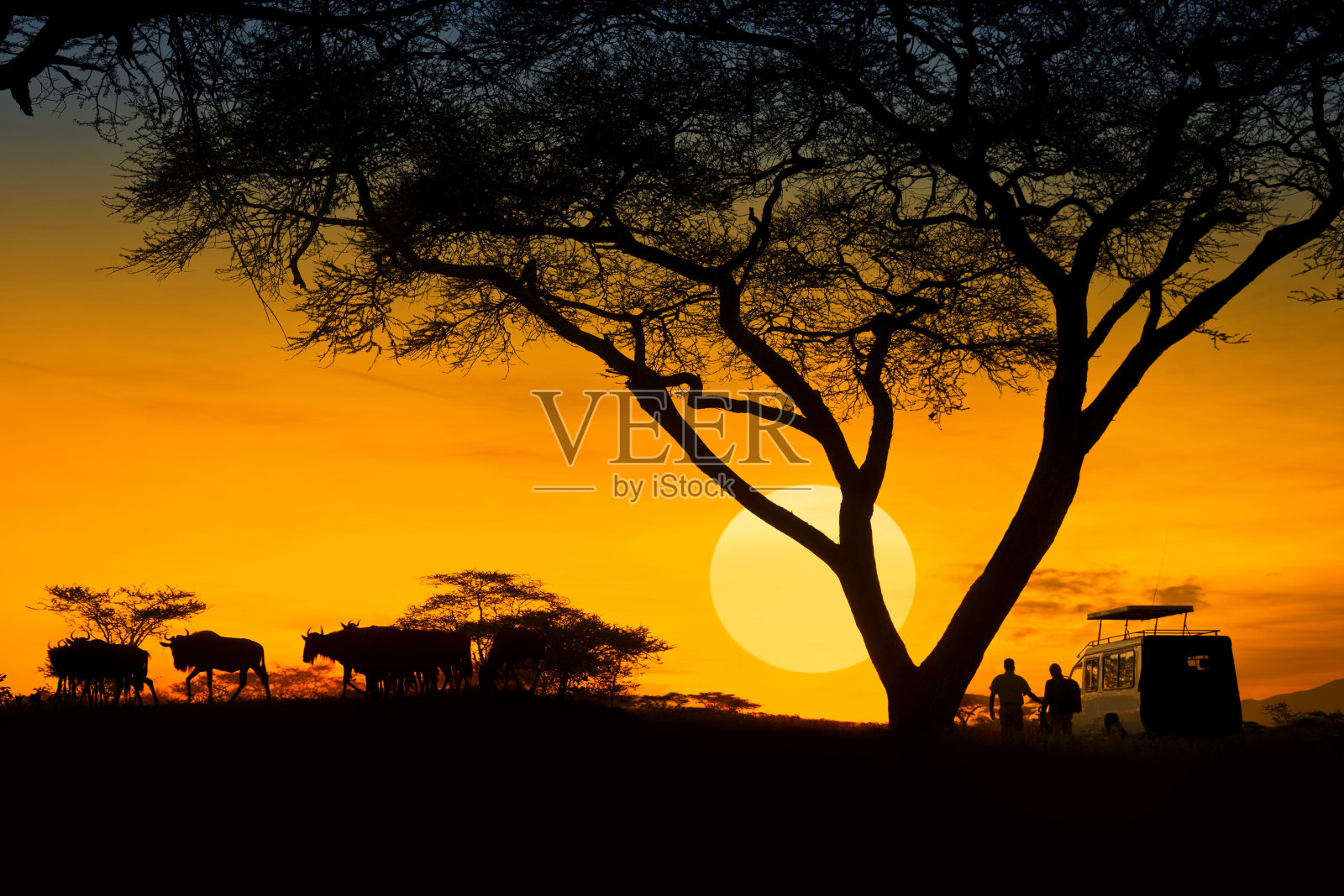 夕阳下田野上的树木剪影照片摄影图片
