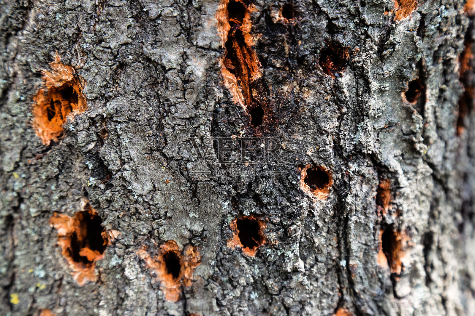 树皮细节有木虫洞，果园损坏照片摄影图片