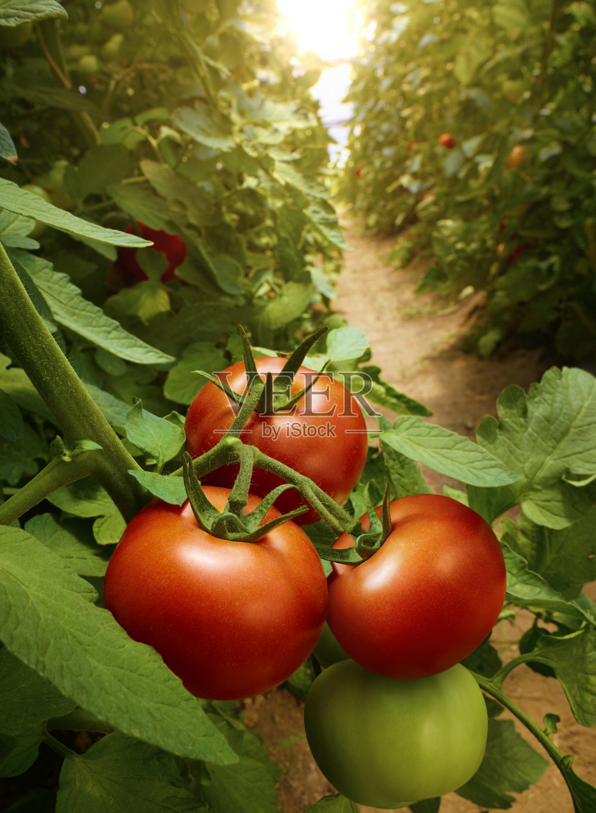 种植西红柿照片摄影图片