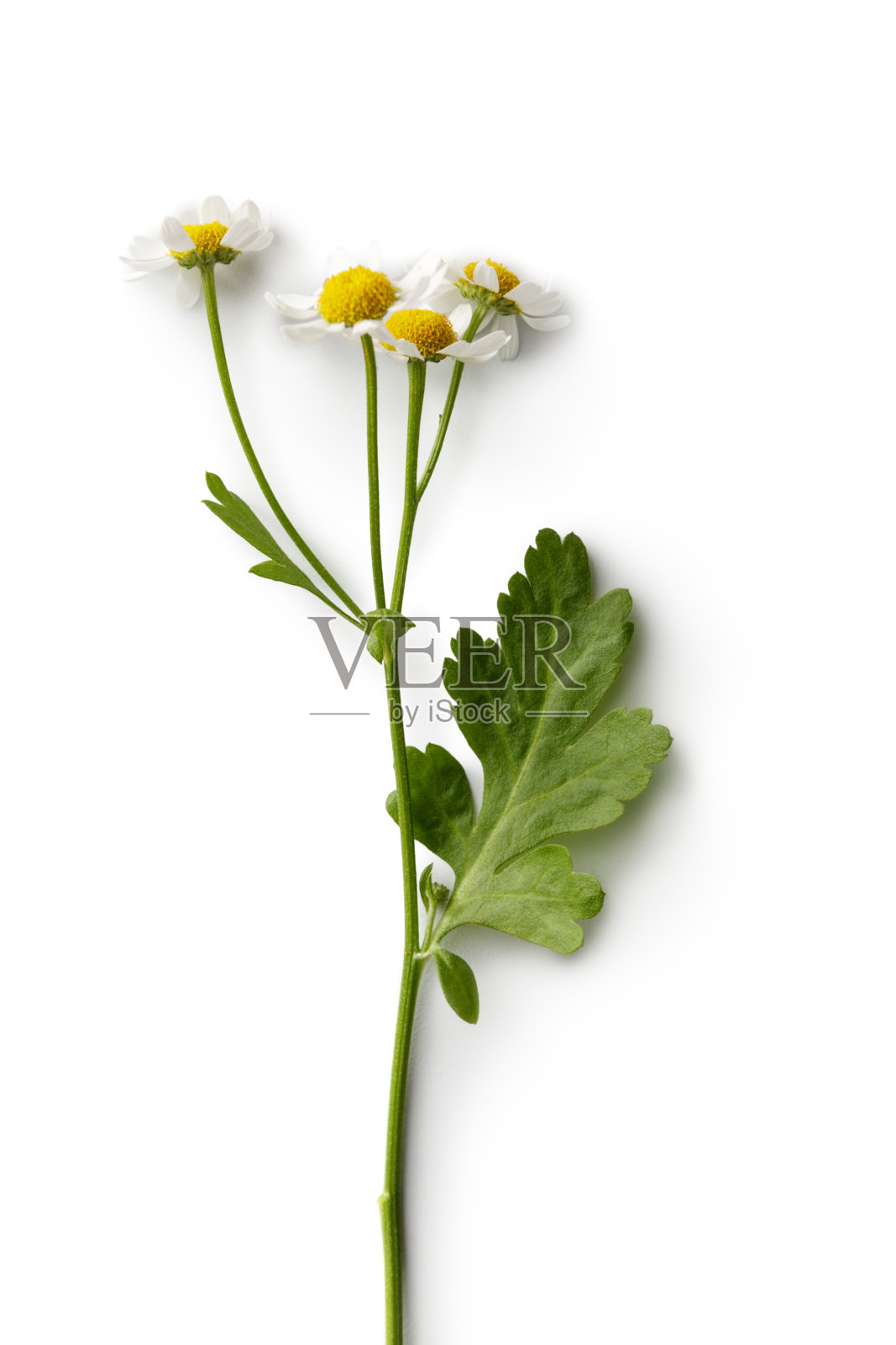 花:在白色背景上孤立的甘菊照片摄影图片