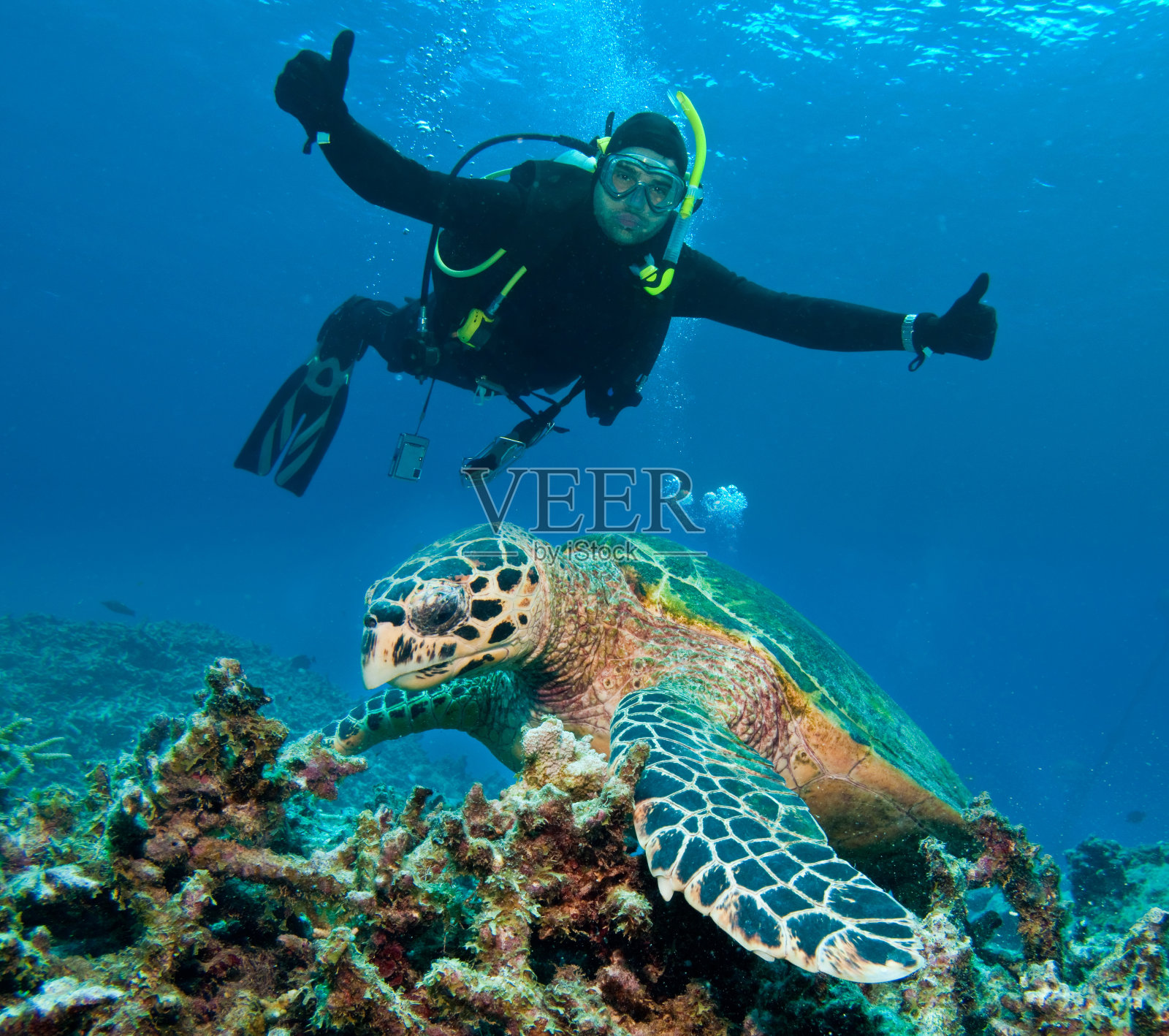 和海龟一起在大堡礁潜水。澳大利亚照片摄影图片