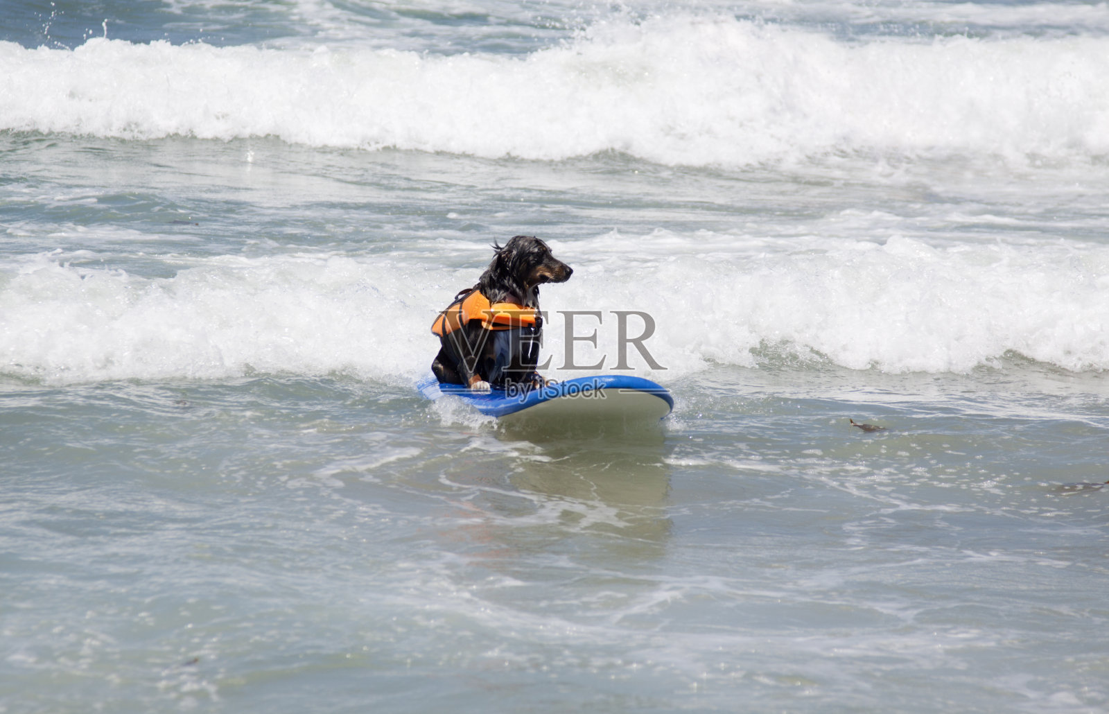 黑狗冲浪照片摄影图片