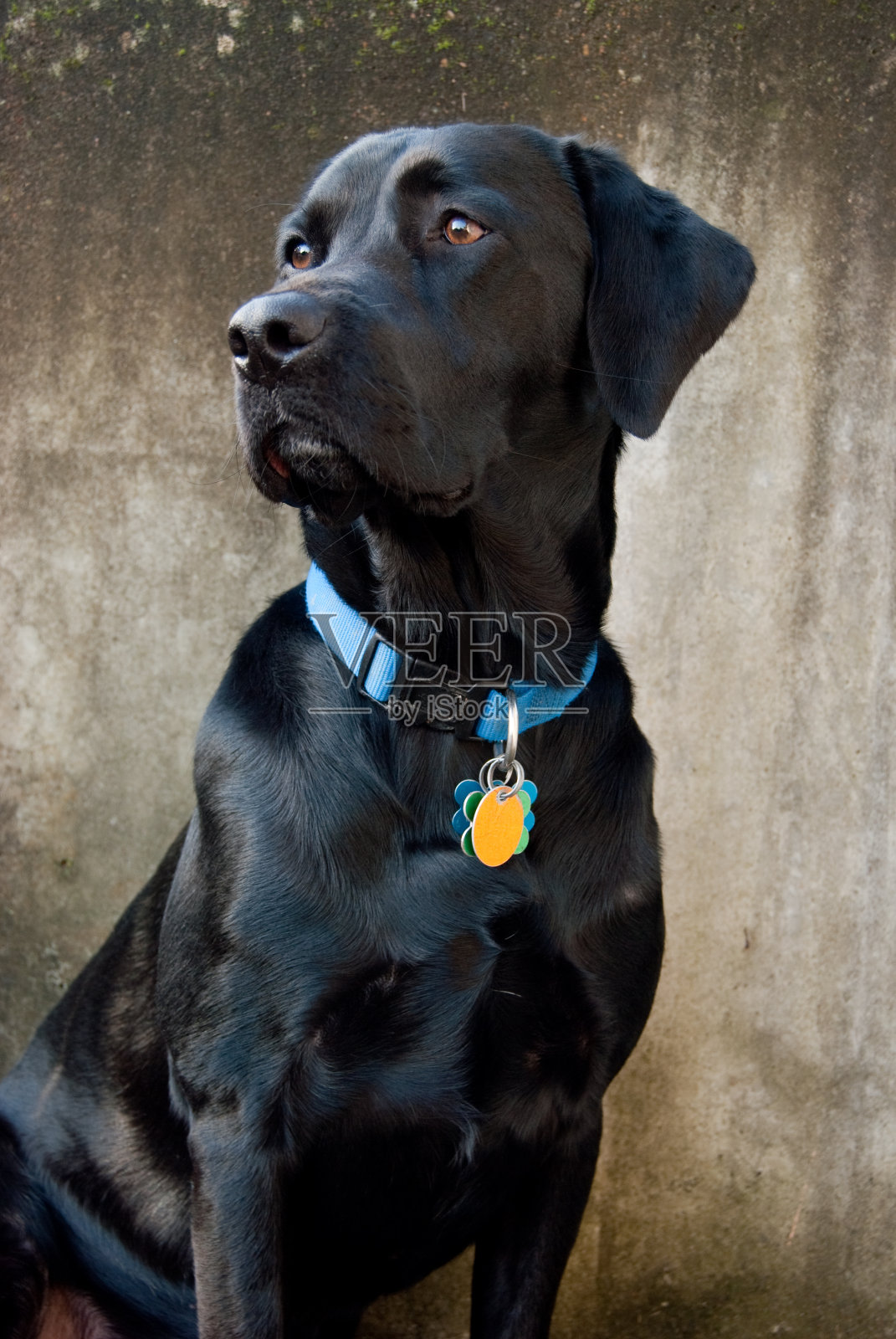黑色拉布拉多犬，戴着蓝领标签照片摄影图片