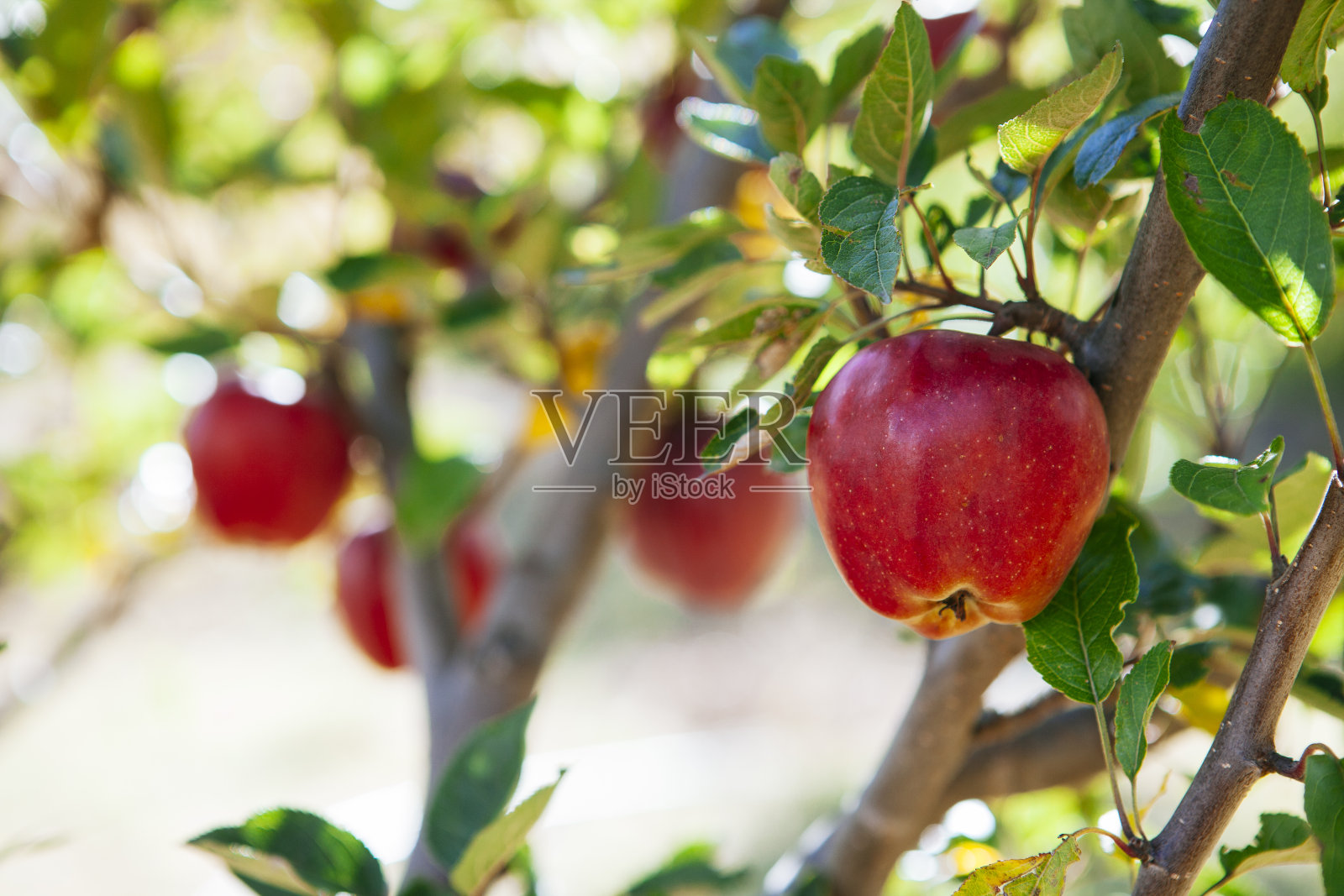 尼泊尔苹果之都的成熟红苹果。照片摄影图片