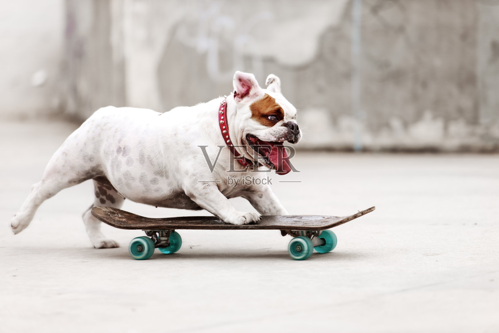 狗滑板照片摄影图片