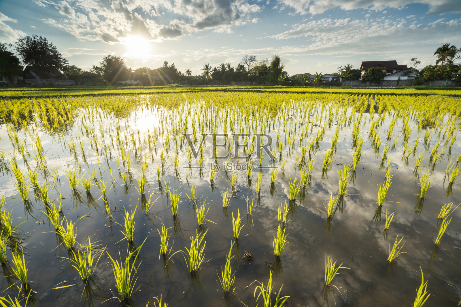 日出时分的稻田照片摄影图片