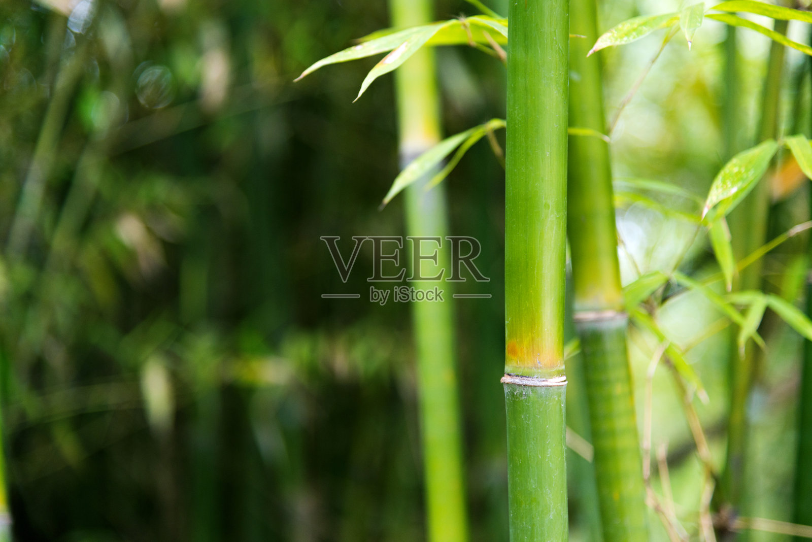 绿色竹子的特写照片摄影图片