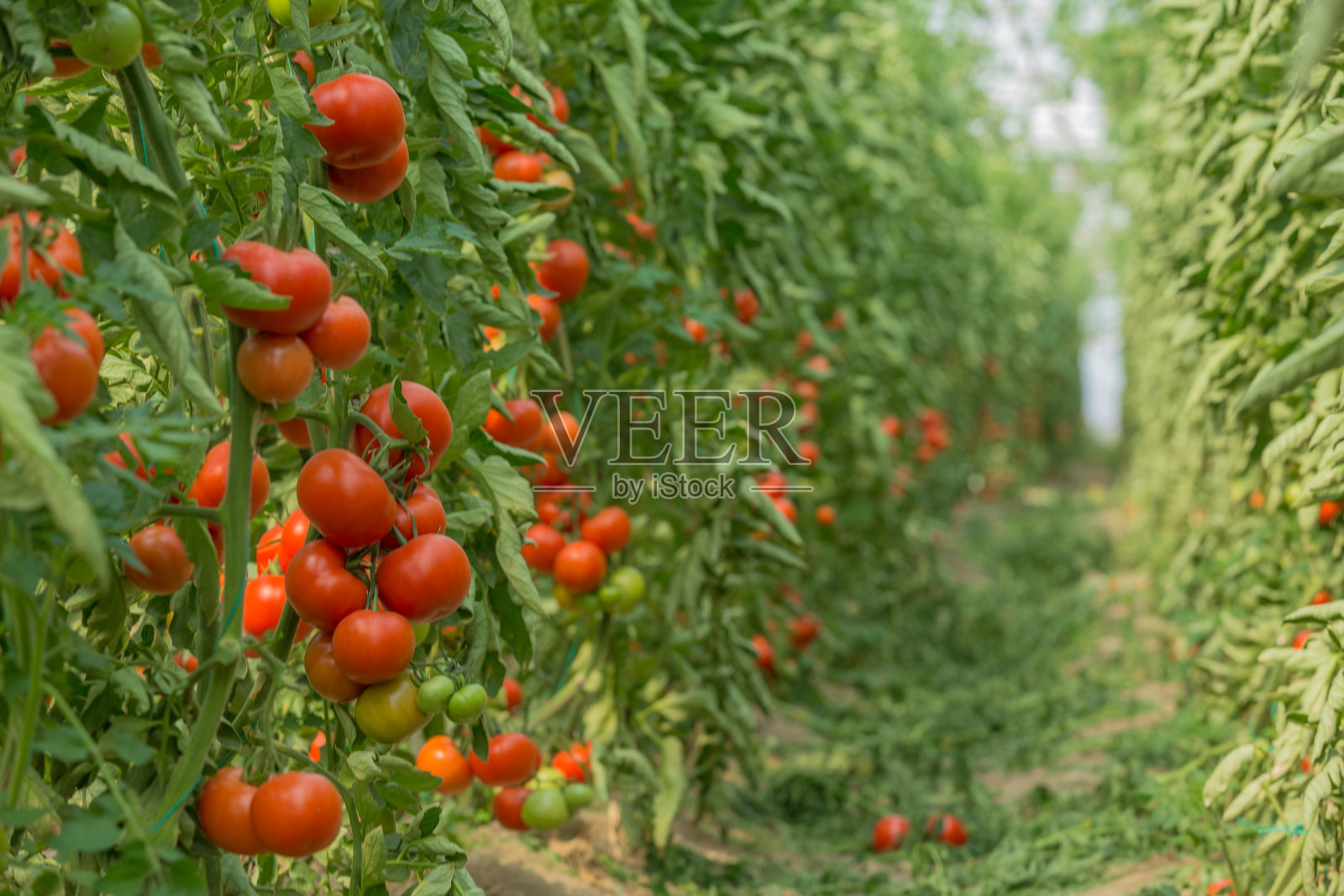 温室里的新鲜番茄照片摄影图片