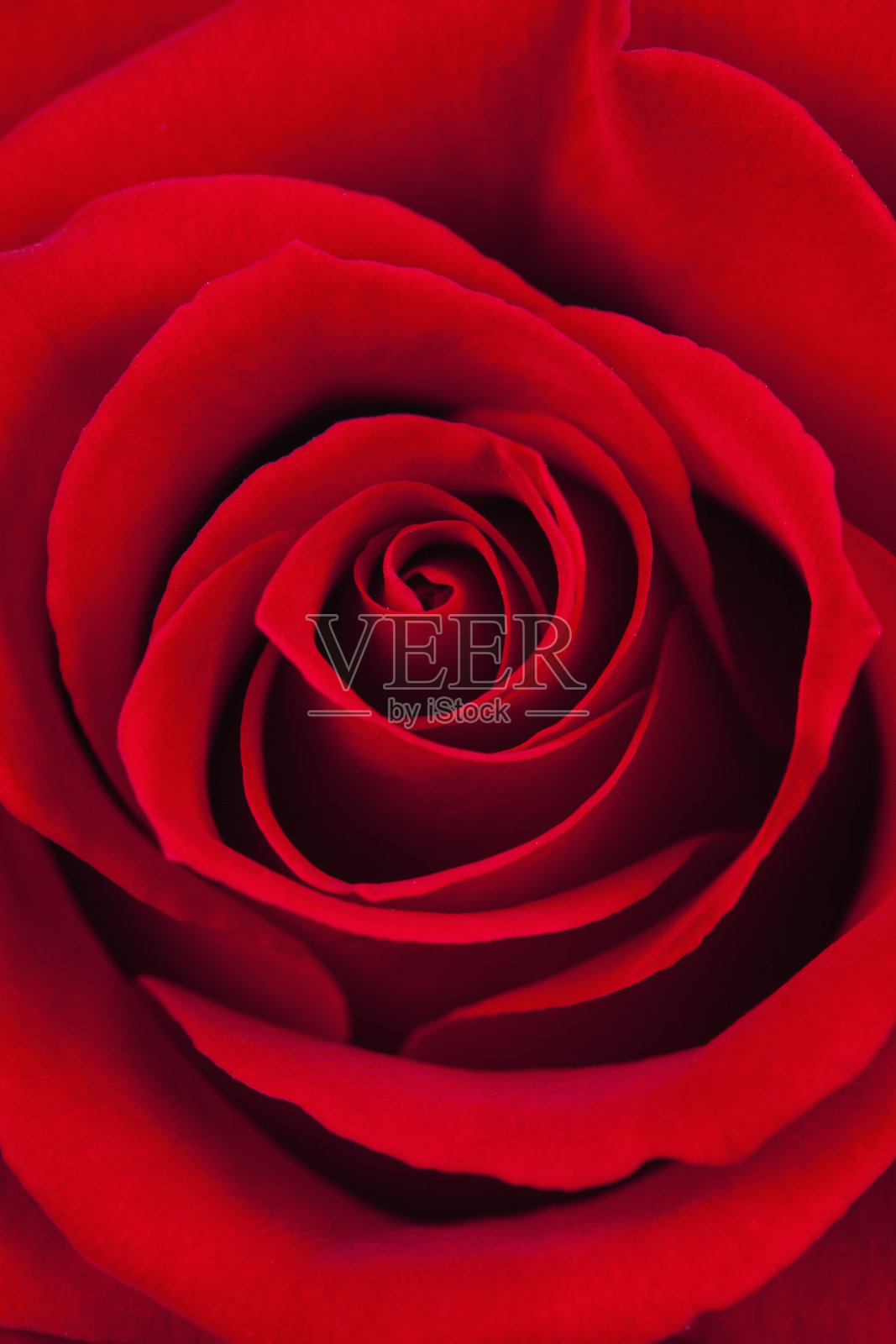 红玫瑰微距作为背景照片摄影图片