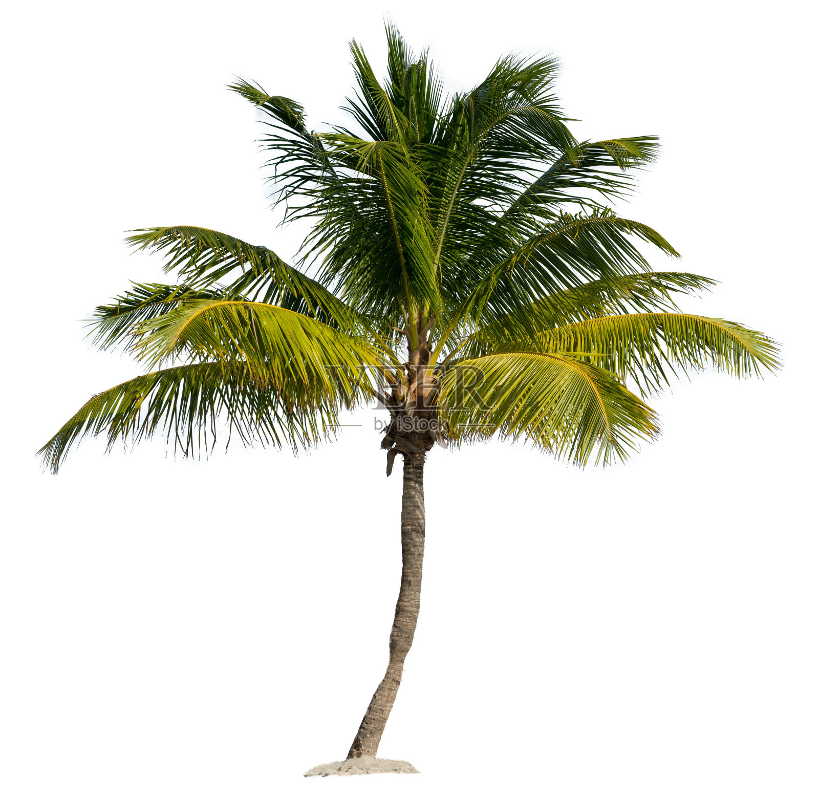 棕榈树孤立在一个白色的背景照片摄影图片