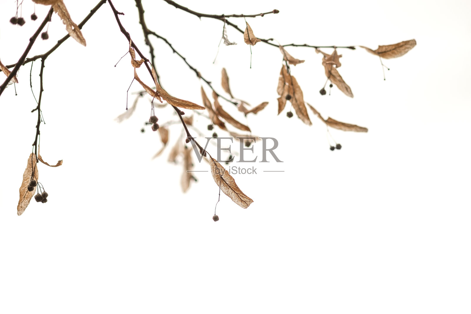 冬天的树枝与干燥的叶子和浆果在白色的背景照片摄影图片