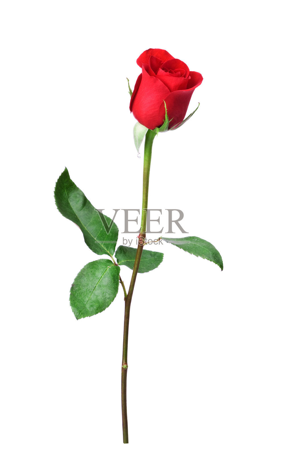 在白色上孤立的单茎红玫瑰照片摄影图片