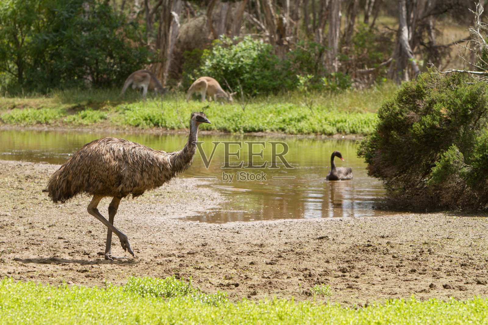 在水坑的澳大利亚野生动物照片摄影图片