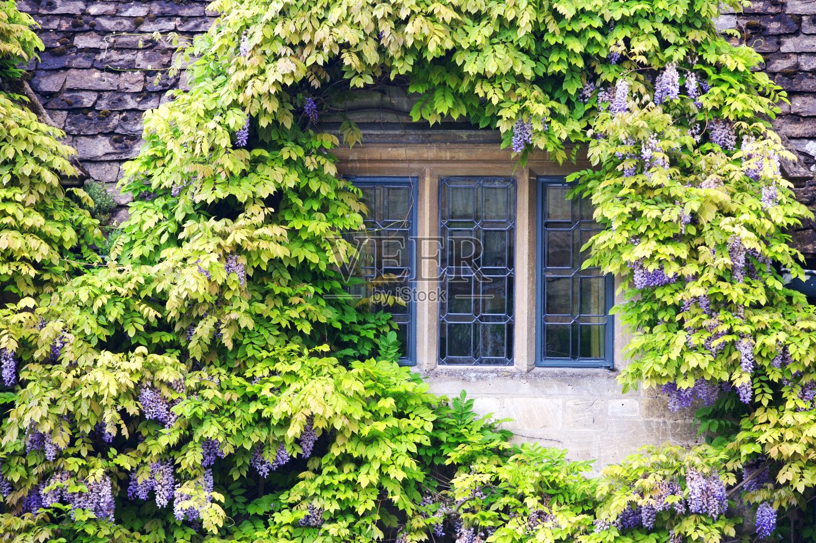 紫藤覆盖窗口照片摄影图片