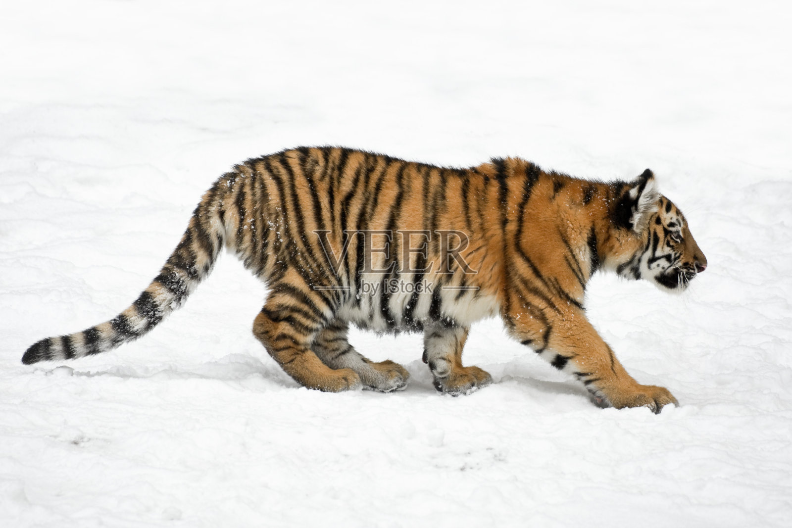 冬季西伯利亚虎幼崽(阿尔泰卡虎)照片摄影图片