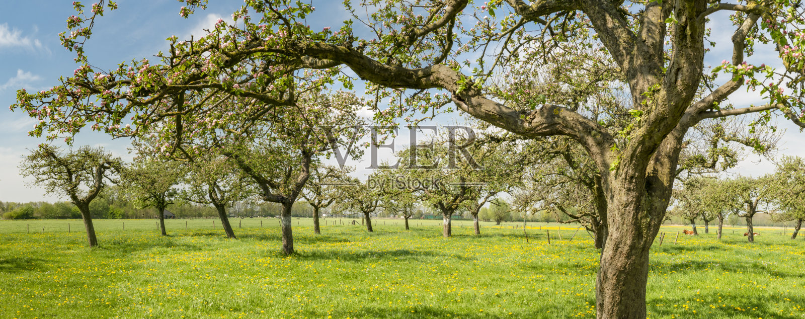 果园里正在开花的苹果树照片摄影图片