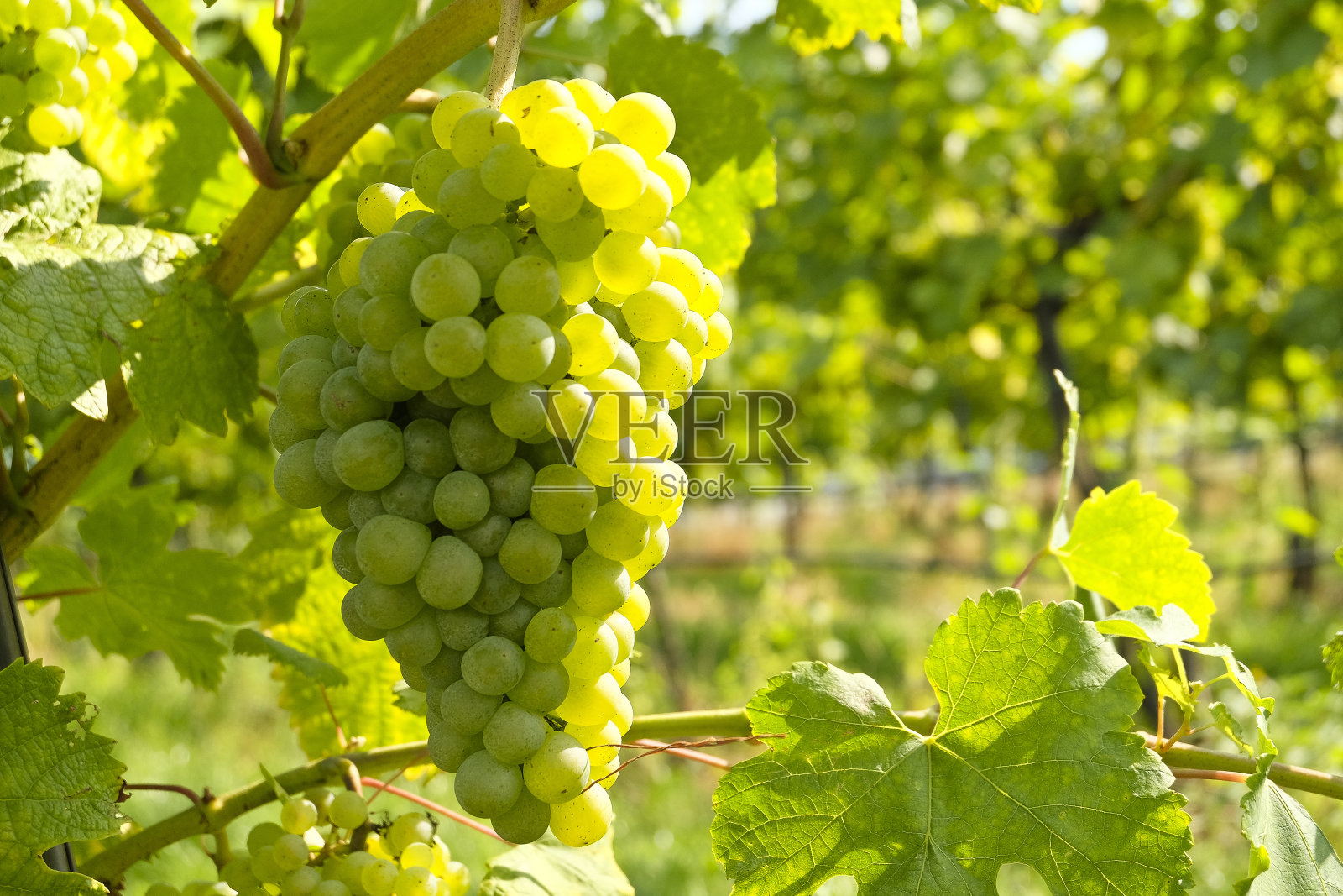 产于下奥地利著名的瓦乔(斯皮兹)的白葡萄酒葡萄照片摄影图片